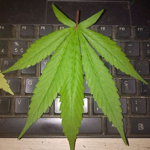 Lobisomem  growlog timeline photo