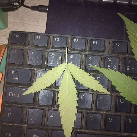 Lobisomem  growlog timeline photo