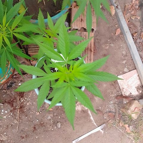 Lobisomem  growlog timeline photo