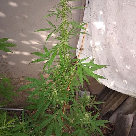 Lobisomem  growlog timeline photo