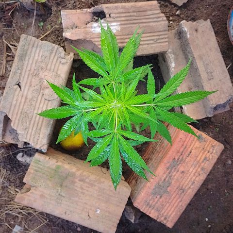 Lobisomem  growlog timeline photo
