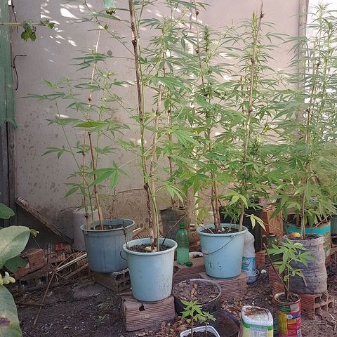 Lobisomem  growlog timeline photo