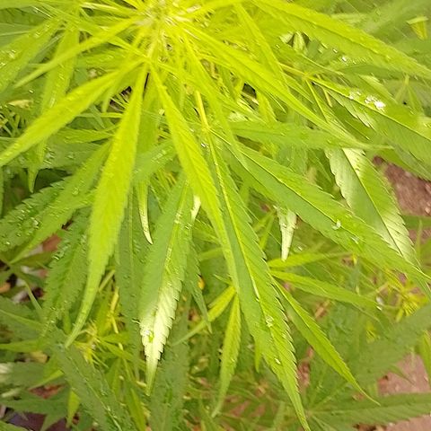 Lobisomem  growlog timeline photo