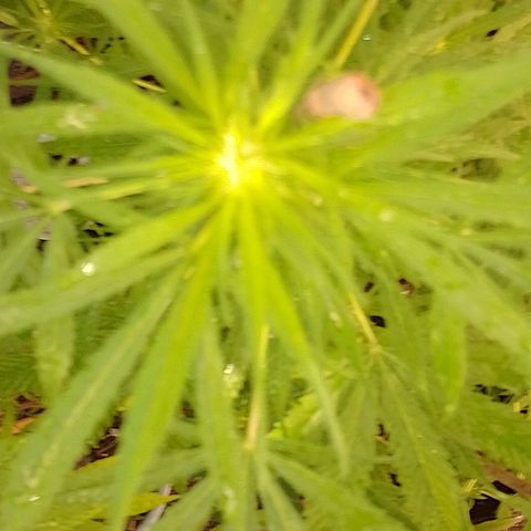 Lobisomem  growlog timeline photo