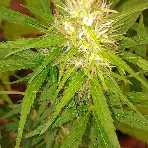 Lobisomem  growlog timeline photo