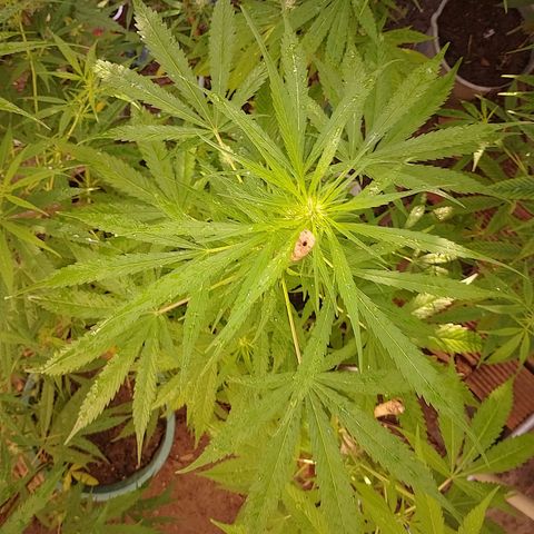 Lobisomem  growlog timeline photo