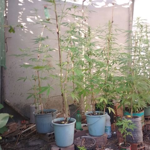 Lobisomem  growlog timeline photo