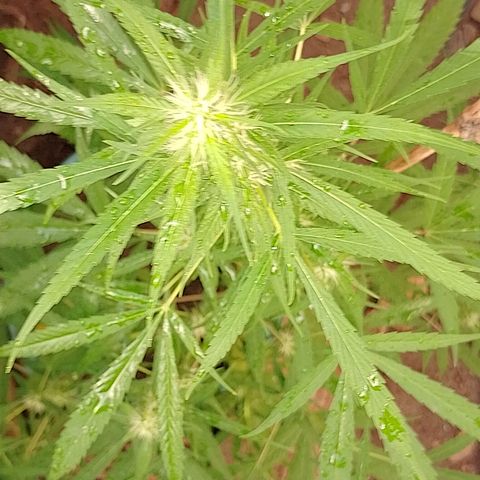 Lobisomem  growlog timeline photo