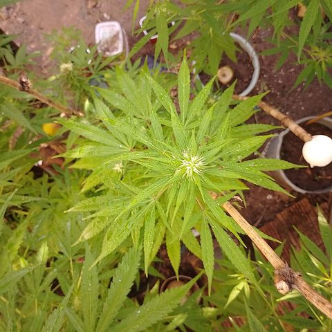 Lobisomem  growlog timeline photo