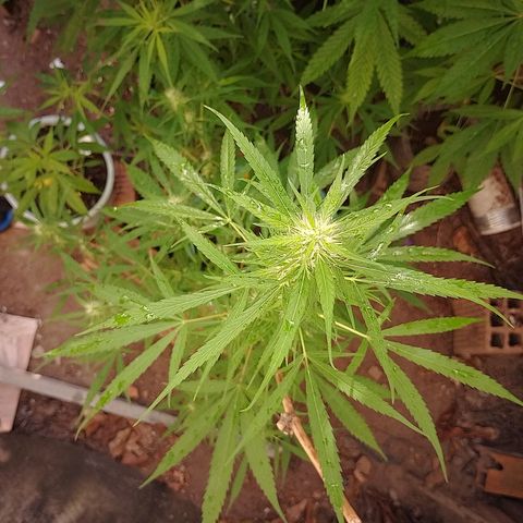 Lobisomem  growlog timeline photo