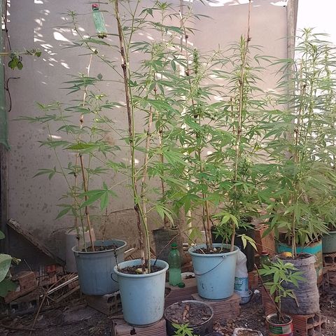Lobisomem  growlog timeline photo
