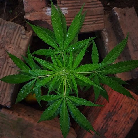 Lobisomem  growlog timeline photo