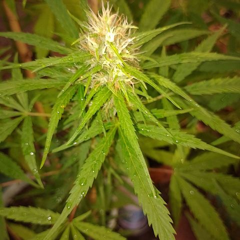 Lobisomem  growlog timeline photo