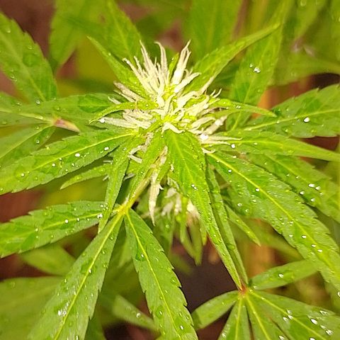 Lobisomem  growlog timeline photo