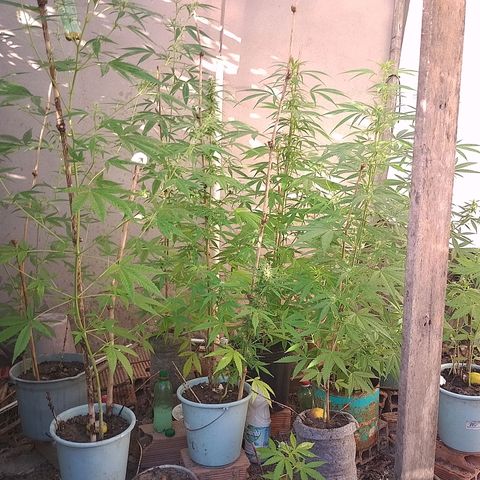 Lobisomem  growlog timeline photo