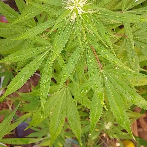 Lobisomem  growlog timeline photo