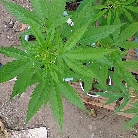 Lobisomem  growlog timeline photo