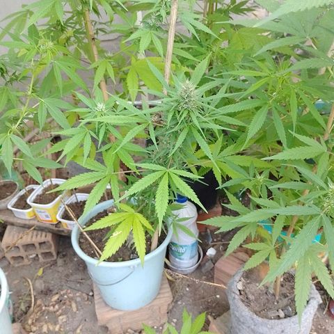 Lobisomem  growlog timeline photo