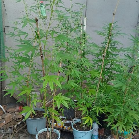 Lobisomem  growlog timeline photo