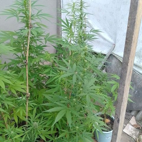 Lobisomem  growlog timeline photo