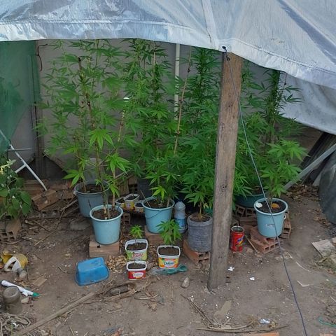 Lobisomem  growlog timeline photo