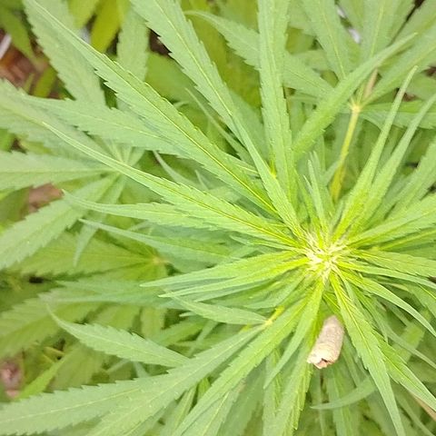 Lobisomem  growlog timeline photo
