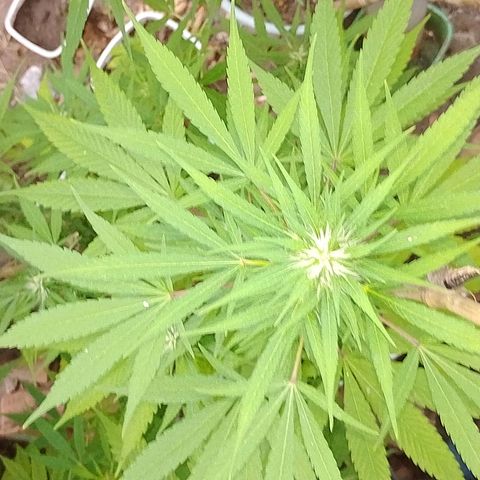 Lobisomem  growlog timeline photo