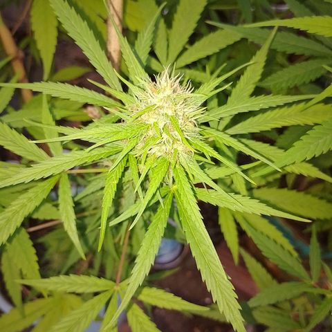 Lobisomem  growlog timeline photo