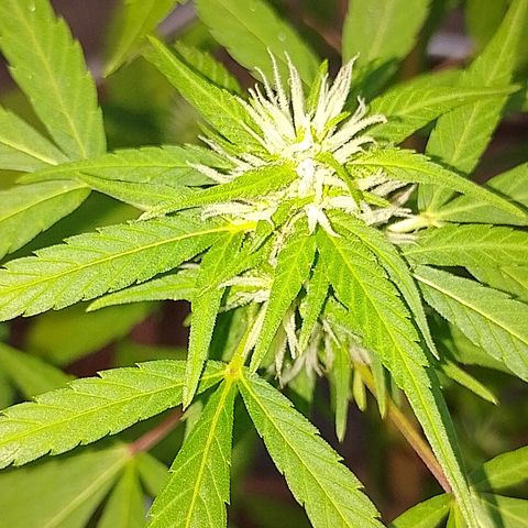 Lobisomem  growlog timeline photo