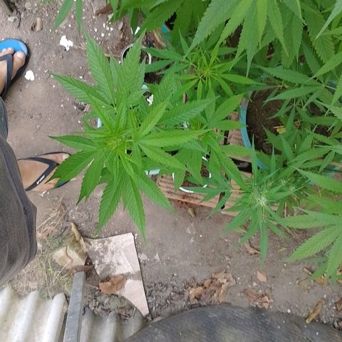 Lobisomem  growlog timeline photo
