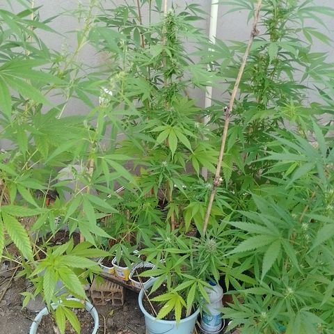 Lobisomem  growlog timeline photo