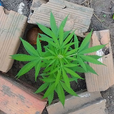 Lobisomem  growlog timeline photo