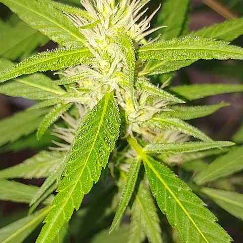 Lobisomem  growlog timeline photo