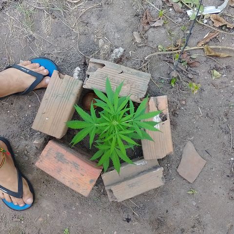 Lobisomem  growlog timeline photo
