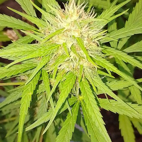 Lobisomem  growlog timeline photo