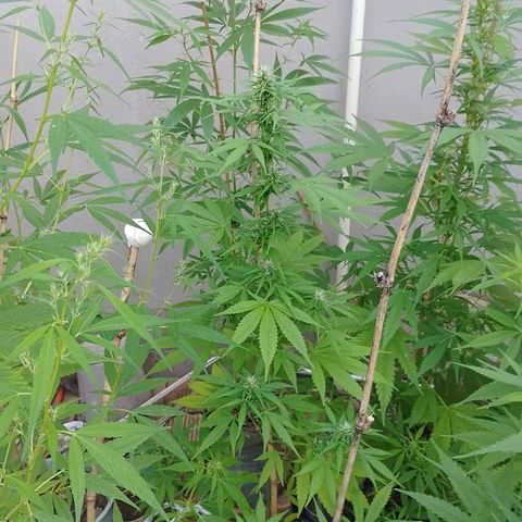 Lobisomem  growlog timeline photo
