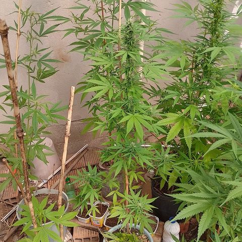 Lobisomem  growlog timeline photo