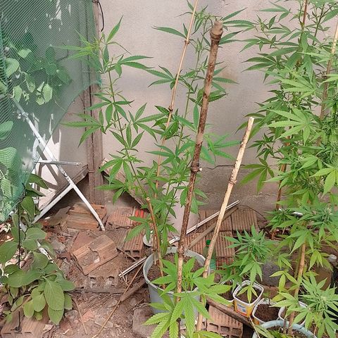 Lobisomem  growlog timeline photo