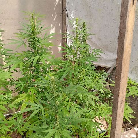 Lobisomem  growlog timeline photo