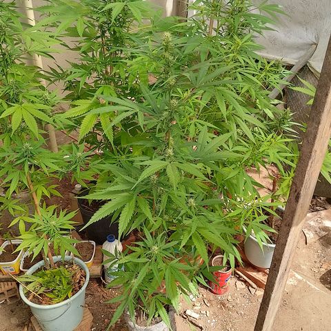 Lobisomem  growlog timeline photo