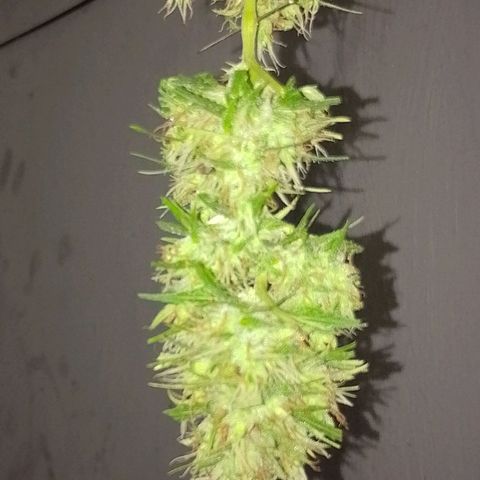 Lobisomem  growlog timeline photo