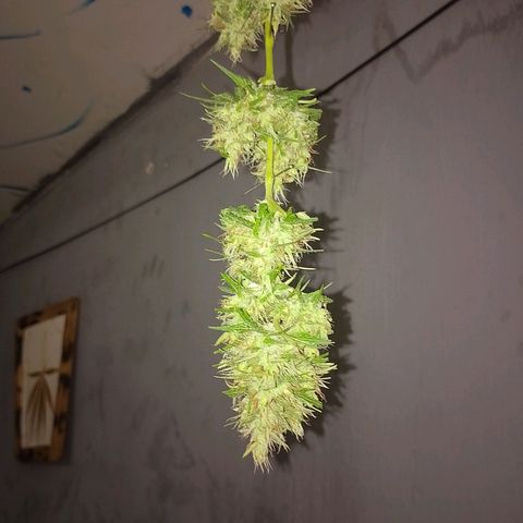 Lobisomem  growlog timeline photo