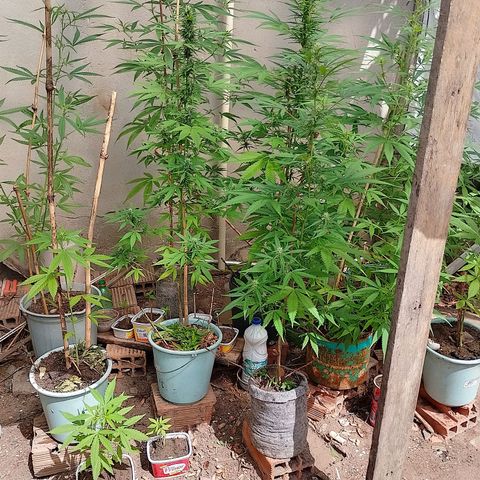 Lobisomem  growlog timeline photo