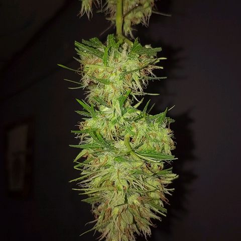Lobisomem  growlog timeline photo
