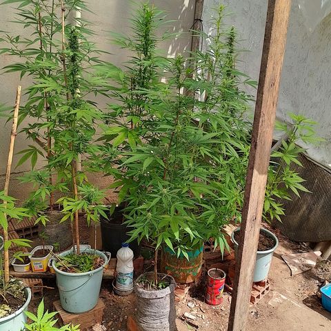 Lobisomem  growlog timeline photo