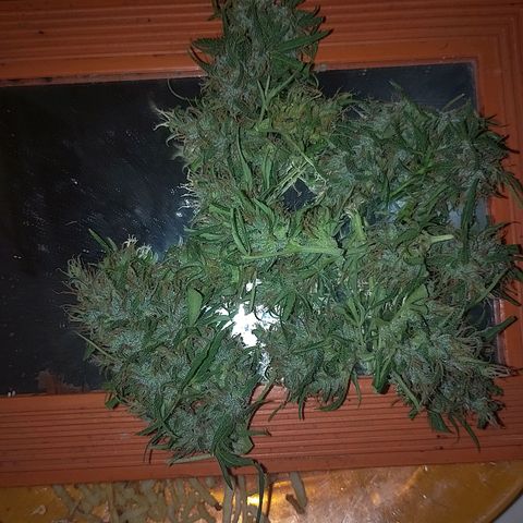 Lobisomem  growlog timeline photo