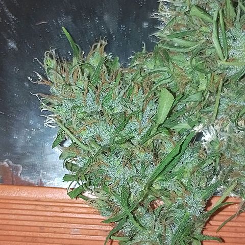 Lobisomem  growlog timeline photo