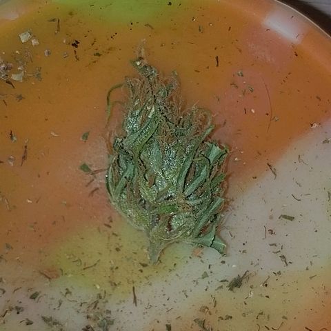 Lobisomem  growlog timeline photo