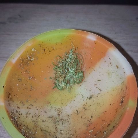 Lobisomem  growlog timeline photo