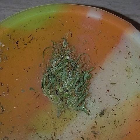 Lobisomem  growlog timeline photo